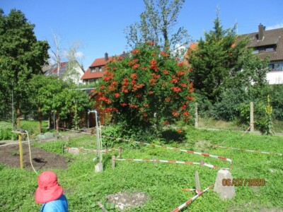 Ein Garten, indessen Mitte ein grüner Busch mit roten Blüten wächst. Im Vordergrnd steht ein Kind mit einer roten Mütze. In dem Garten sind rote Absperrbänder gespannt.