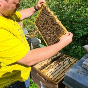 Ein Mann hält eine Wabe mit vielen Bienen.
