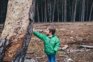 Ein Junge mit einer grünen Jacke hält seine Hand an einen Baumstamm. Im Hintergrund sind viele weitere Bäume zu sehen.