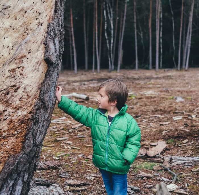 Ein Junge mit einer grünen Jacke hält seine Hand an einen Baumstamm. Im Hintergrund sind viele weitere Bäume zu sehen.