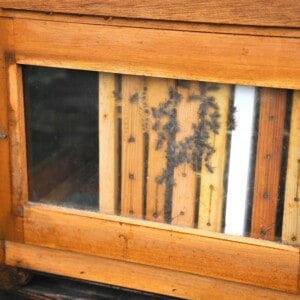 Ein Bienenhaus mit einer Fenster, durch das man Bienen sieht.