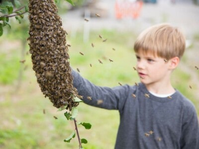 Ein kleiner Junge der ein Bienennest beobachtet.