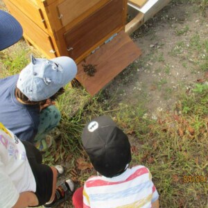 Kinder beobachten Bienen.