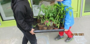 Kinder tragen Pflanzen für Hochbeet