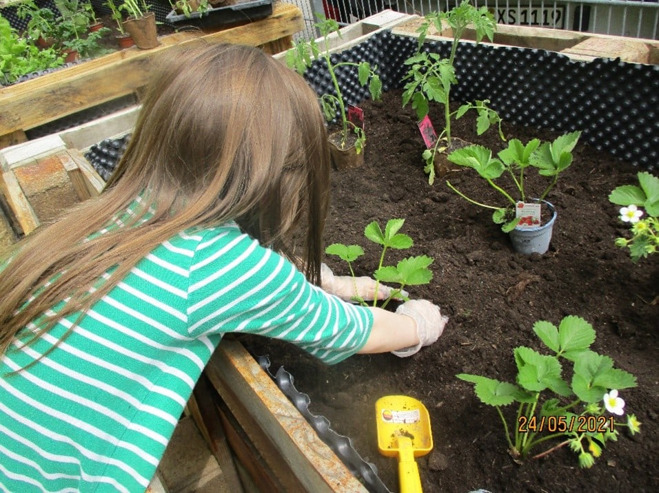 Kind pflanzt eine Pflanze in ein Hochbeet