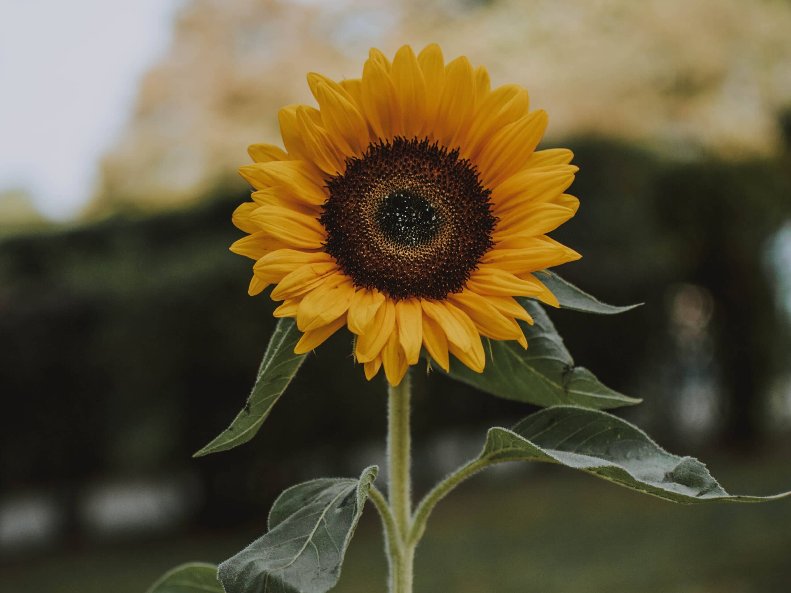 Praxisimpuls: Sonnenblumen pflanzen in der Kita